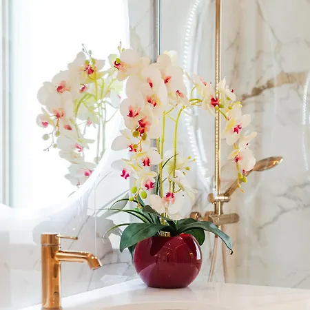 Meduza By * ティラナ